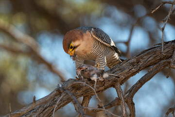 Faucon chicquera,.Falco chicquera, Red necked Falcon