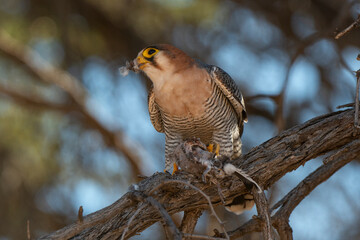 Faucon chicquera,.Falco chicquera, Red necked Falcon