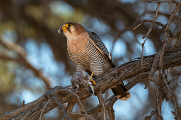 Faucon chicquera,.Falco chicquera, Red necked Falcon