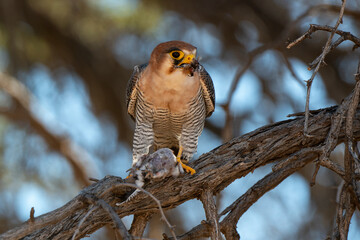 Faucon chicquera,.Falco chicquera, Red necked Falcon