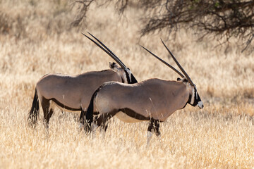 oryx gazelle, gemsbok, Oryx gazella, Parc national Kalahari, Afrique du Sud