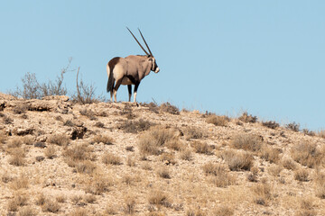oryx gazelle, gemsbok, Oryx gazella, Parc national Kalahari, Afrique du Sud