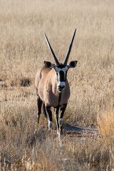 oryx gazelle, gemsbok, Oryx gazella, Parc national Kalahari, Afrique du Sud