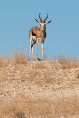 Springbok, Antidorcas marsupialis, Afrique du Sud