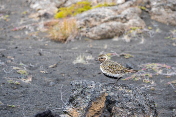 European golden plover (Pluvialis apricaria)