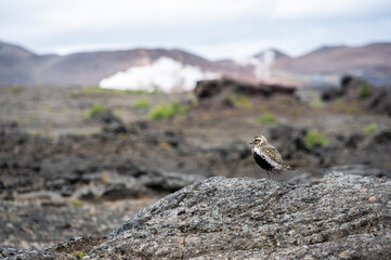European golden plover (Pluvialis apricaria)