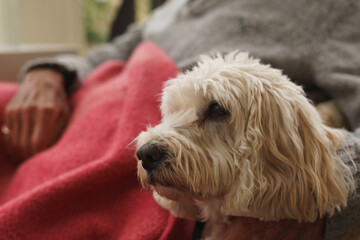 Cockapoo female pet dog looking at camera