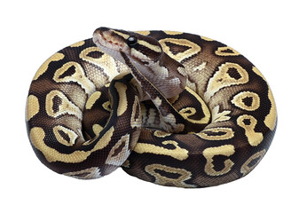 Ball python in a coiled position
