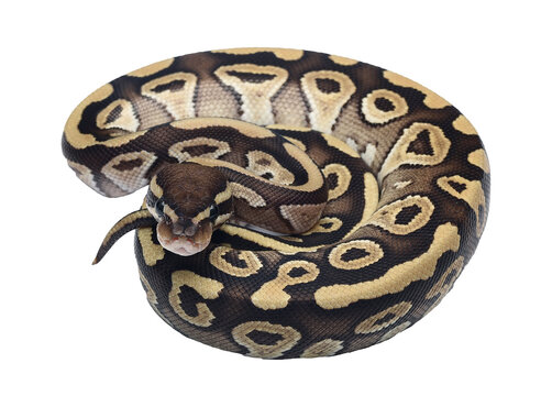 Ball python in a coiled position