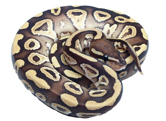 Ball python in a coiled position