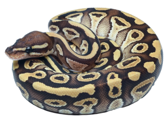 Ball python in a coiled position
