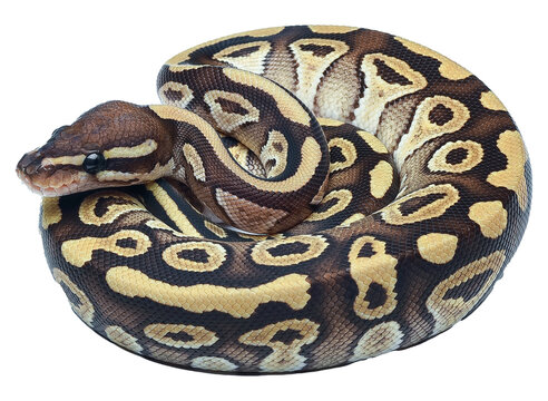 Ball python in a coiled position