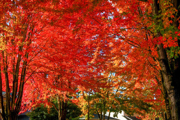 red autumn leaves 05