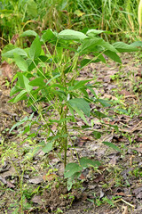 closeup the bunch green ripe black gram pods with leaves and plant in the farm soft focus natural green brown background.