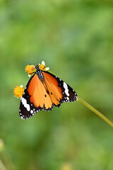 closeup the beautiful orange black color butterfly hold on the white yellow wild flower with plant soft focus natural green brown background.