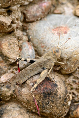 closeup the brown bug insect locust brown grasshopper hold and sitting on brown stone soft focus natural red brown background.