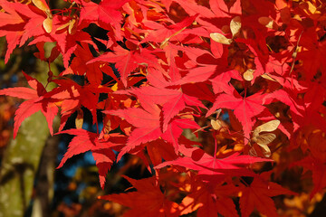 Red Leaves