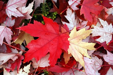 Maple Leaf Pair