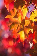 Yellow Fall Leaves 01