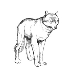 Vector hand drawn illustration of wolf isolated on white. Sketch of wild animal in engraving style.