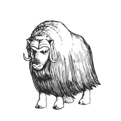 Vector hand-drawn illustration of a musk ox isolated on a white background. Sketch of a muskox in the style of engraving. A wild animal of the Arctic. - obrazy, fototapety, plakaty