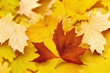 Naklejka na ściany i meble Top view minimalistic composition of autumn maple leaves on yellow background with copy space for fall season concept , anime style