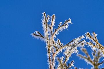 grass against sky