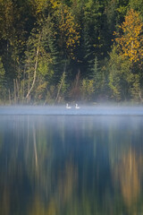 Two trumpeter swans, Cygnus buccinator, on a lake in the mist, Yukon, Canada
