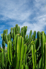 Large green cactus on a sunny summer day with blue sky in the background
