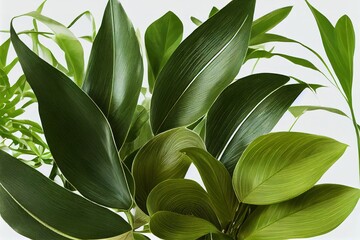Fototapeta na wymiar Group Green leaves tropical foliage plant bush of philodendron, dracaena and fern floral arrangment nature backdrop isolated on white background, clipping path included , anime style