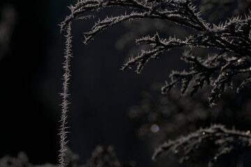 frost on branches