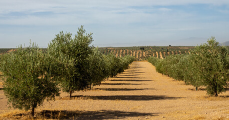 Fototapeta na wymiar Rows of olive trees planted in the Andalusian countryside