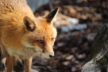 A calm fox looking around