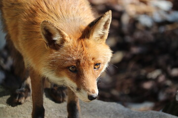 A calm fox looking around