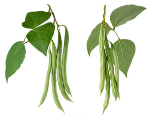 green beans plant foliage with hanging beans, also known as french beans, string beans or snaps, fast growing vegetable vine isolated, collection - obrazy, fototapety, plakaty