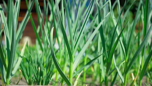 Green garlic in the garden in the countryside in summer in dry sunny weather.