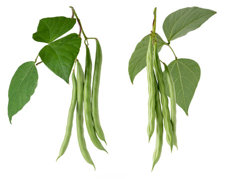 green beans plant foliage with hanging beans, also known as french beans, string beans or snaps, fast growing vegetable vine isolated, collection