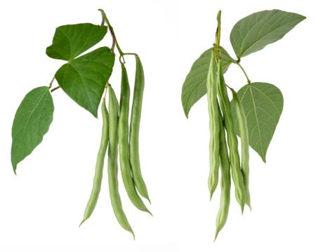 green beans plant foliage with hanging beans, also known as french beans, string beans or snaps, fast growing vegetable vine isolated, collection