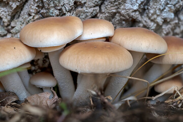 Rare Agrocybe cylindracea in the dunes