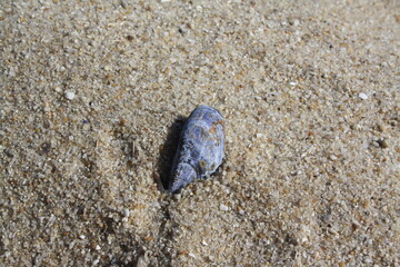 Fototapeta na wymiar Blue mussel in the sand