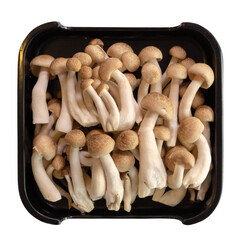 Shimeji mushroom on black plate.