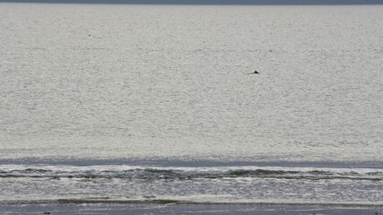Dorsal fin of a porpoise near the beach in the North Sea