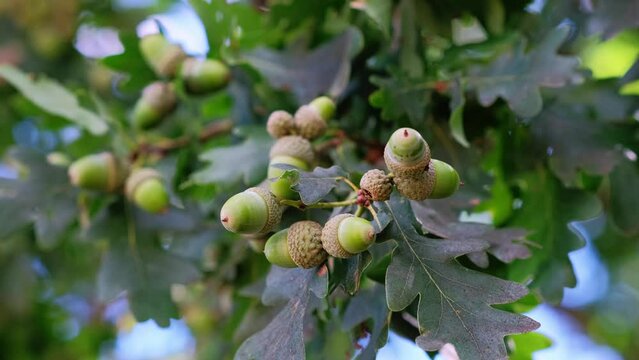 Growing brown acorns on an oak branch. Seeds, fruits, nuts of a forest tree. Autumn. Oak acorn.