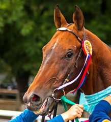Portrait of beautiful red horse after horse race.