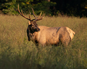 Naklejka na ściany i meble Young Bull Elk at Sunset