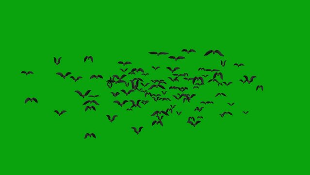 Large flock of bats fly toward center on green screen. Halloween Bats transition with key color. Halloween characters. Key color, color key background. 