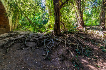 A view of exposed tree roots beside the abandoned viaduct in Grace Dieu Wood in Leicestershire, UK in summertime