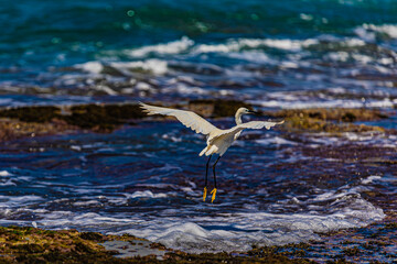 white heron by the sea