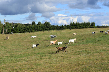 miniature goats at the meadow