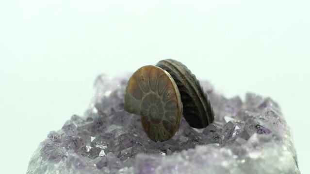 ammonite rotates on a presentation plate in front of a white background